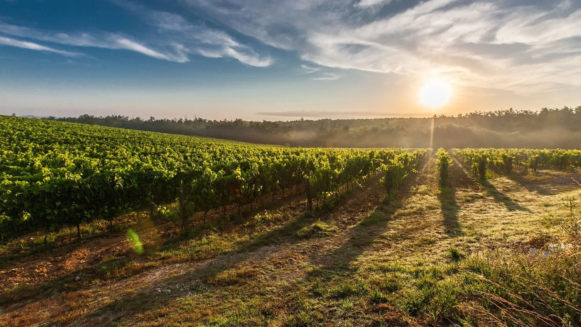 paysage vignes